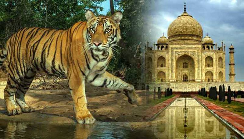 tigers and taj mahal tour