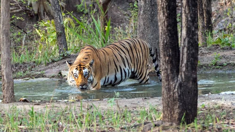 Corbett National Park