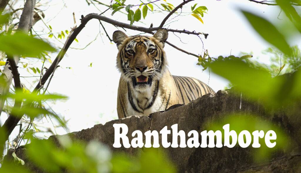 Ranthambore National Park