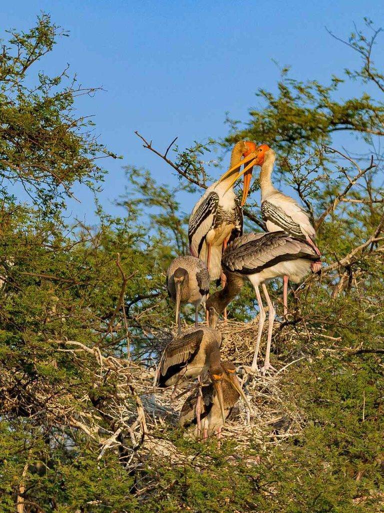 Keoladev National Park Bharatpur