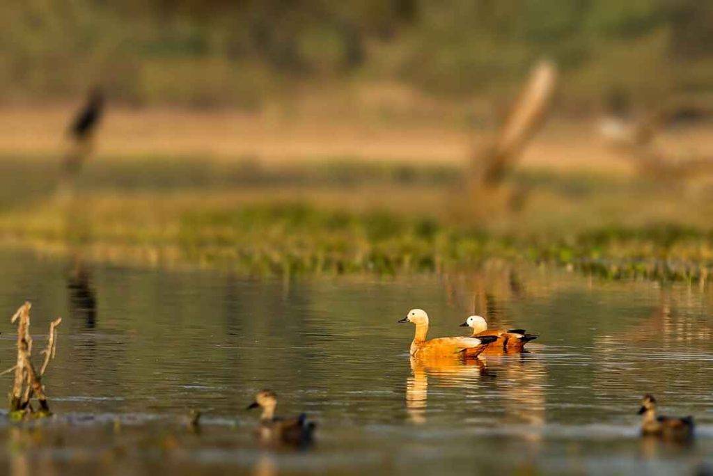 Keoladev National Park Bharatpur