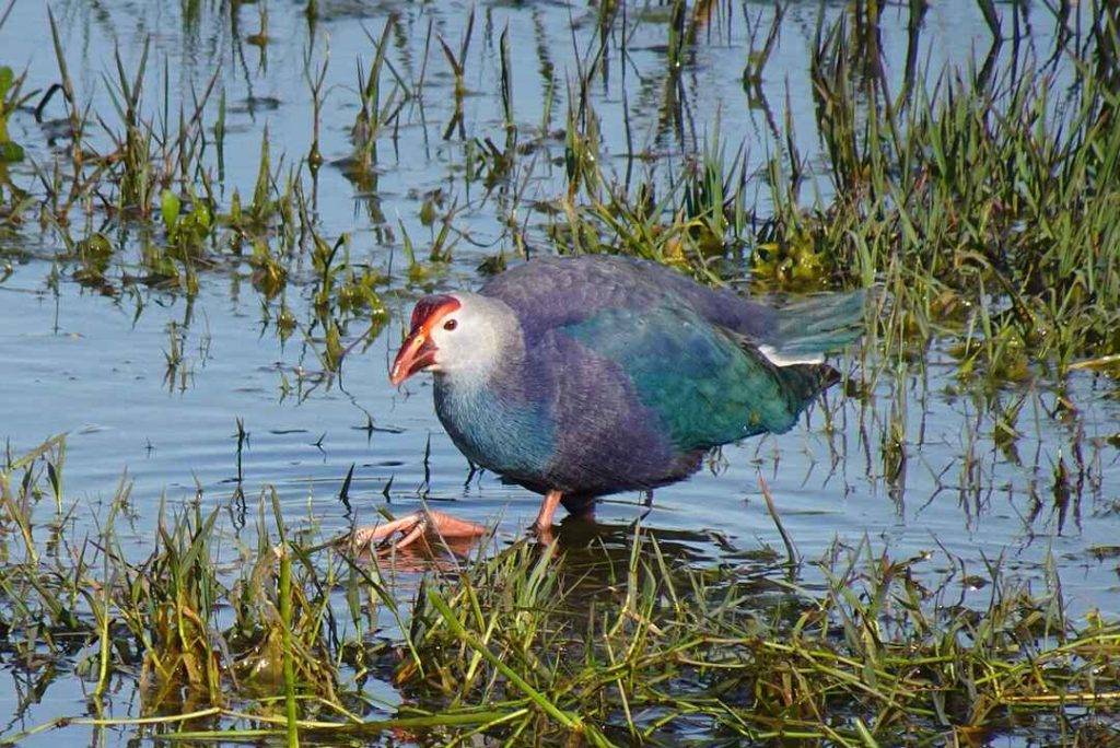 Keoladev National Park Bharatpur