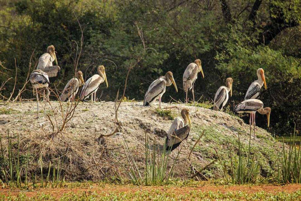 Keoladev National Park Bharatpur