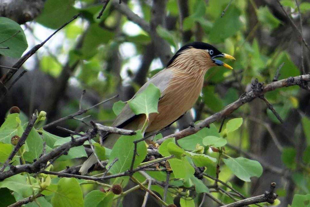 Keoladev National Park Bharatpur