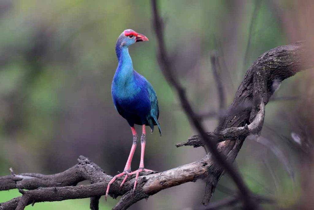 Keoladev National Park Bharatpur