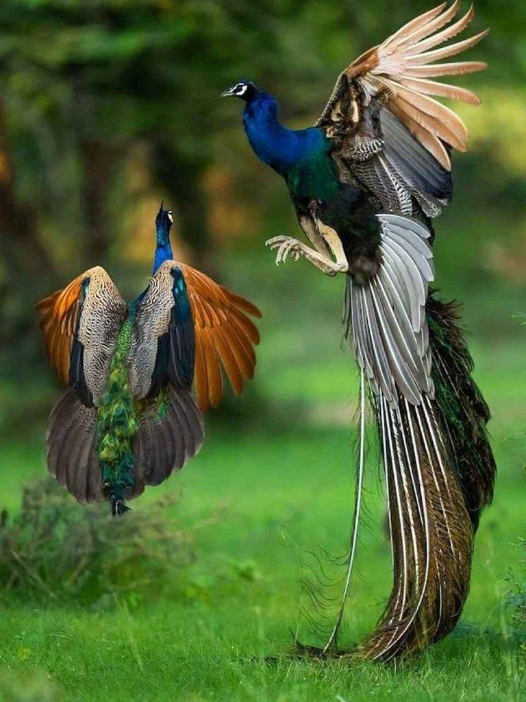 Peacock