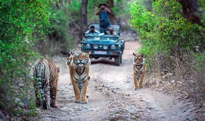 Ranthambore National Park